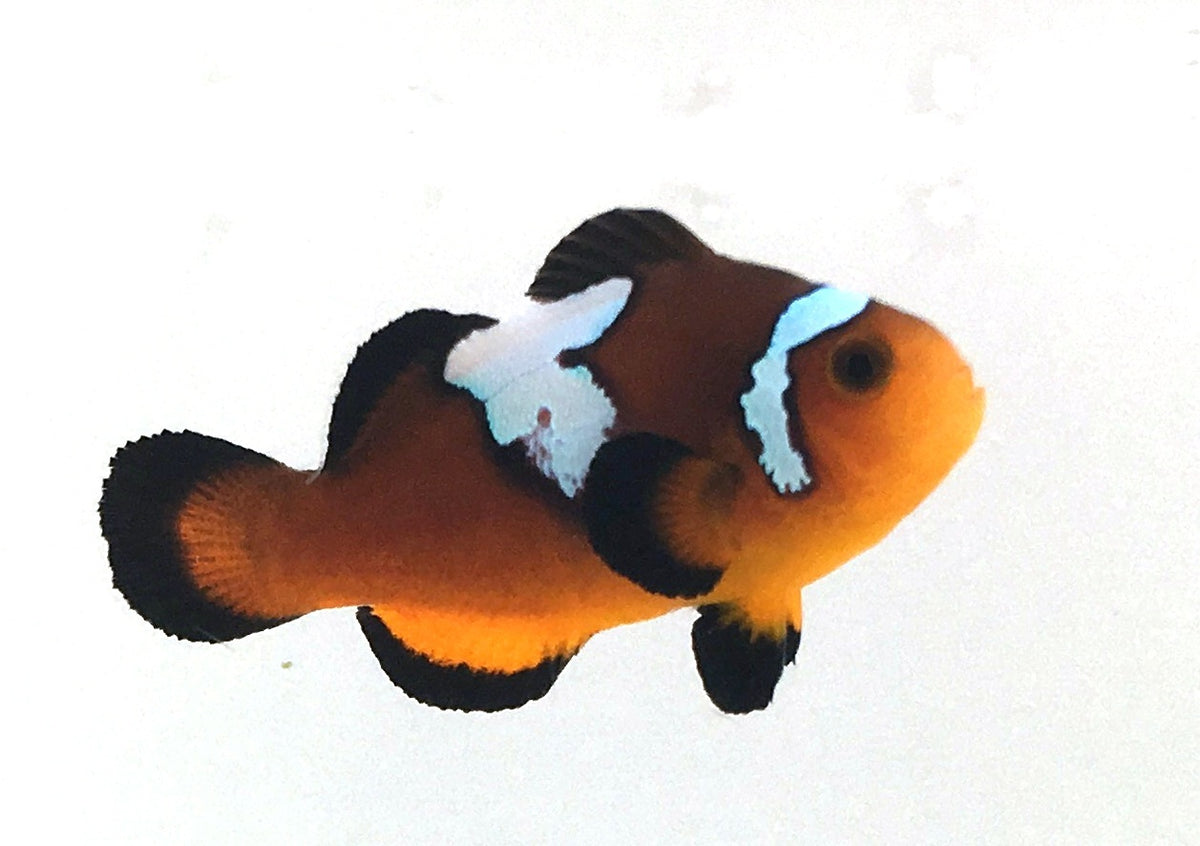 SA Vivid Roundtail Longfin Clownfish Small