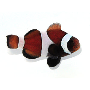 SA Chocolate Domino Roundtail Longfin SMALL