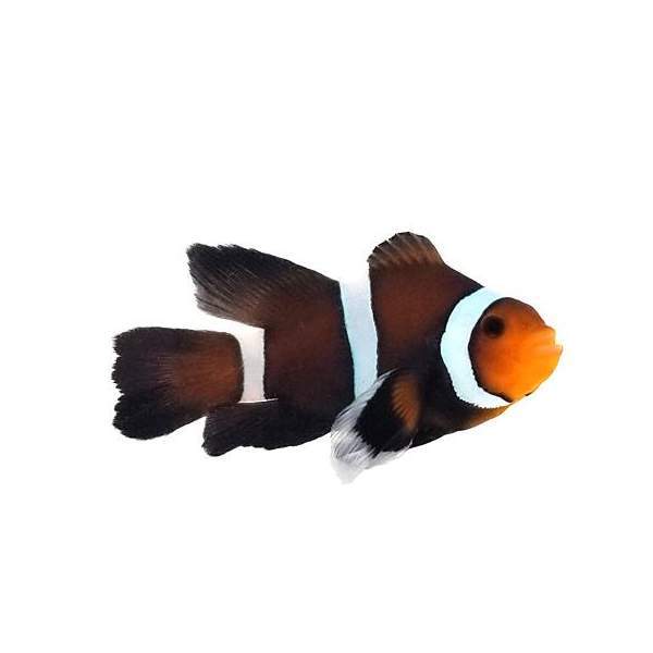 SA Chocolate Mocha Roundtail Longfin Clownfish MEDIUM