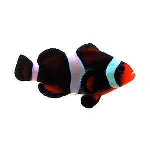 SA Chocolate Mocha Roundtail Longfin Clownfish Small